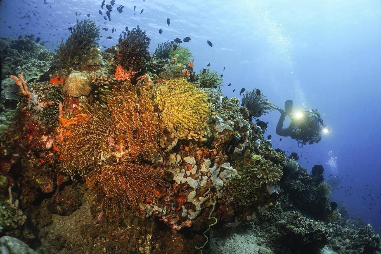 La Tortue Diving Resort Dauin Exterior foto