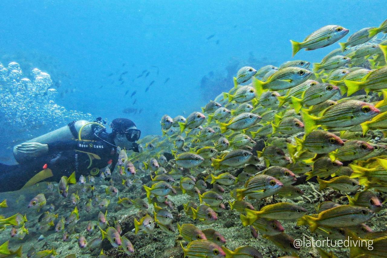 La Tortue Diving Resort Dauin Exterior foto